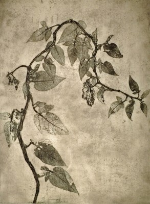 Climbing Nightshade (Solanum dulcamara)